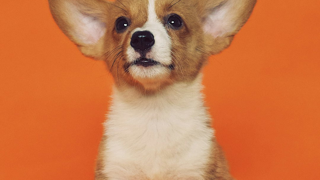 How to Organize Pet Supplies in Your Home Like a Pro