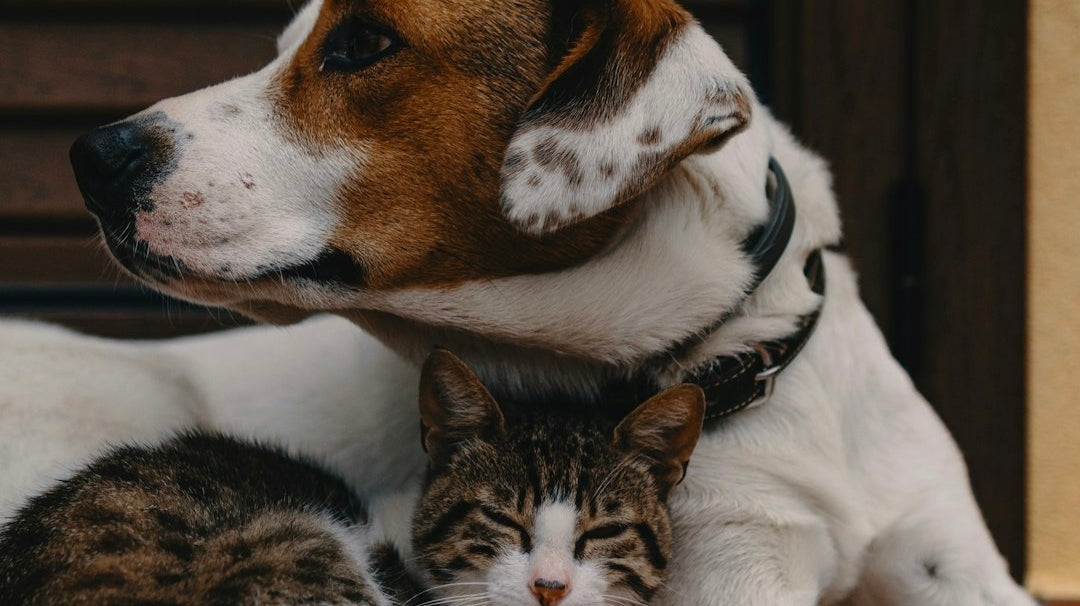 Mastering Your Space: Organization Strategies for Pet Supplies in the Home