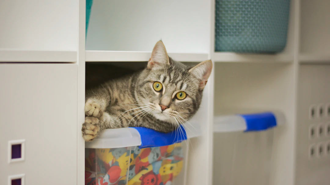 Maximize Every Square Inch: Creative Ways to Use Closet Space Effectively