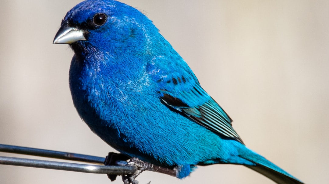 Maximizing Space: Outdoor Storage Solutions for Your Home