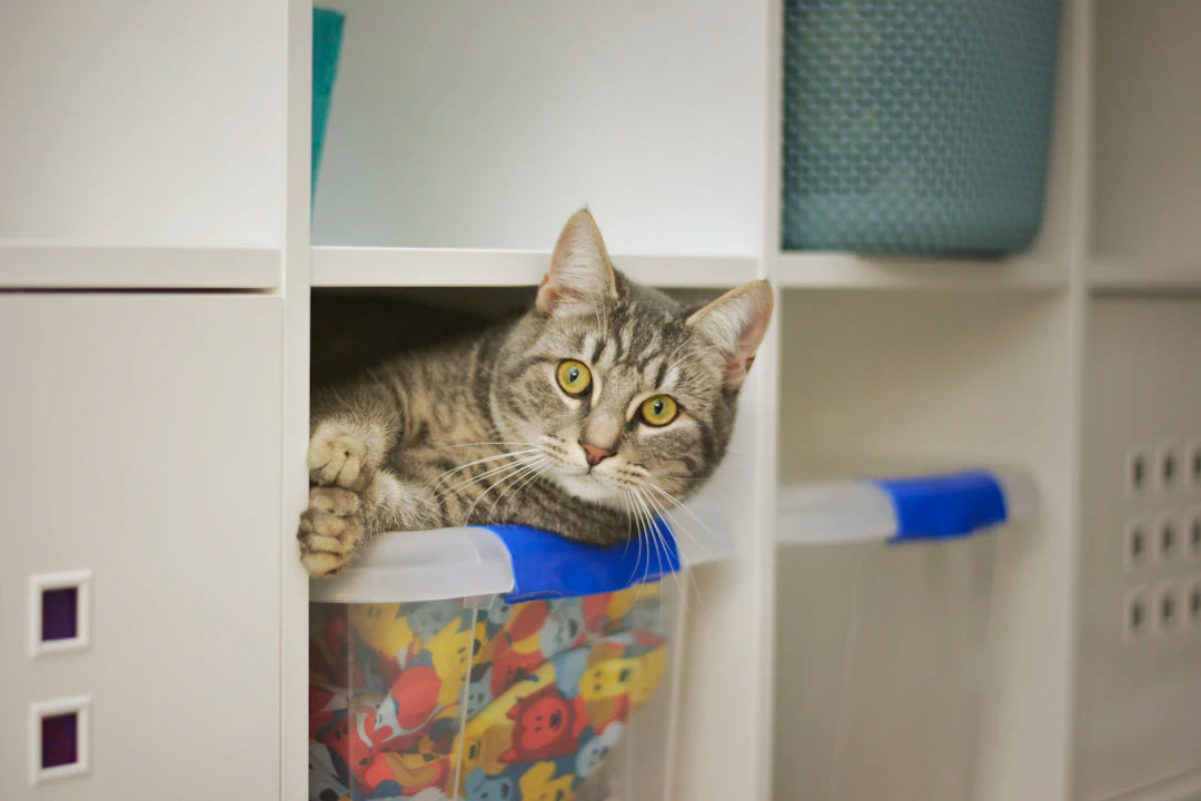 Maximize Every Square Inch: Creative Ways to Use Closet Space Effectively